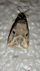 Plagiomimicus pityochromus