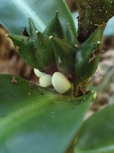 Melicope rostrata