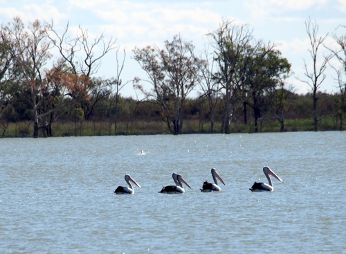 *Australian pelican* observed by NeoMapas in iNaturalist