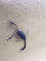 Centruroides margaritatus