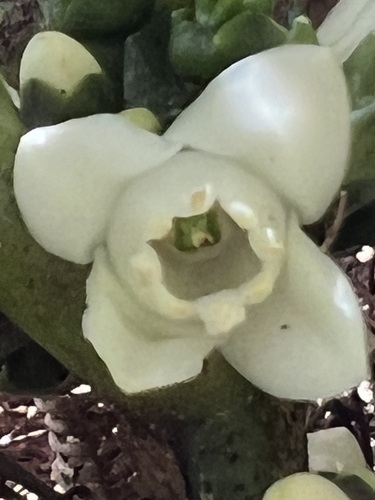Melicope rostrata