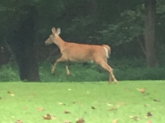 Odocoileus virginianus