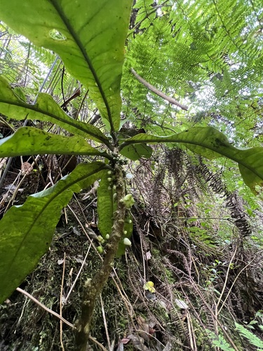 Melicope rostrata observed 2023-06-21