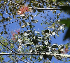 Psittacanthus schiedeanus