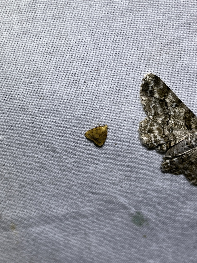 Neachrostia purpureoflava