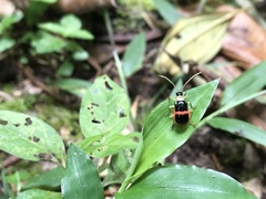 Paratriarius adonis