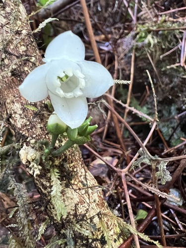 Melicope rostrata observed 2024-01-31