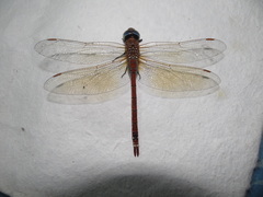 Anaciaeschna jaspidea