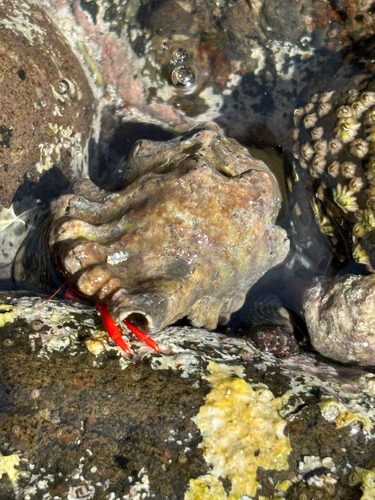 Turritriton gibbosus observed 2025-04-04