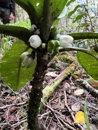 Melicope rostrata observed 2024-03-31