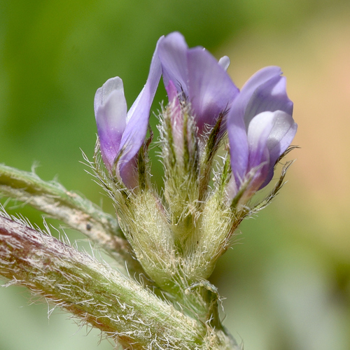 Astragalus sesameus