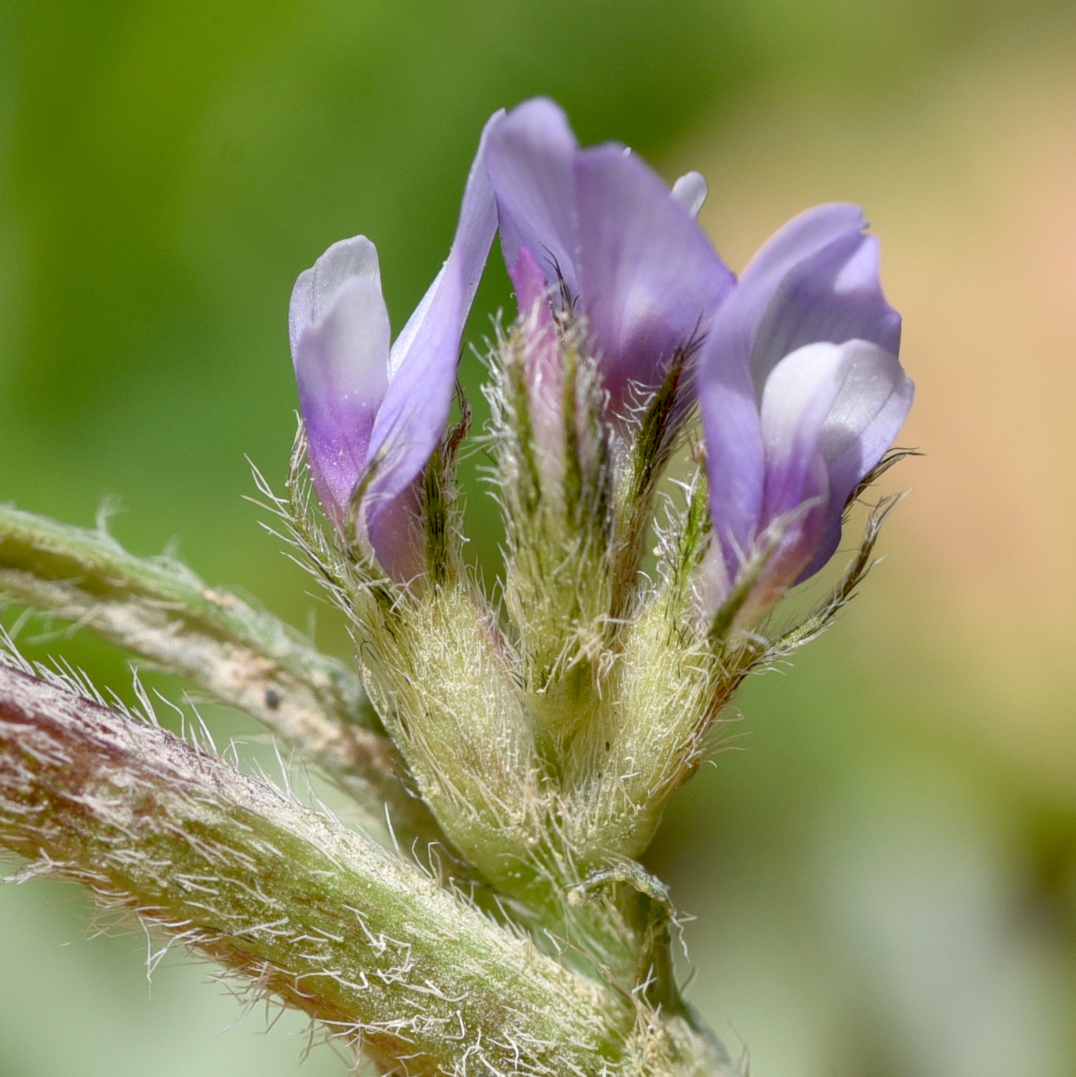 Astragalus sesameus