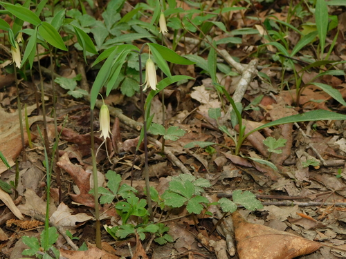 Sessileleaf bellwort (Uvularia sessilifolia)