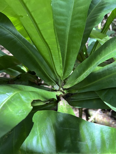 Melicope rostrata observed 2024-06-13