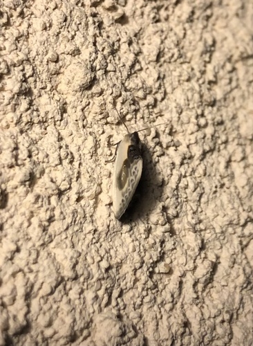 Cilix glaucata
