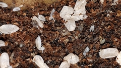 Platyarthrus hoffmannseggii