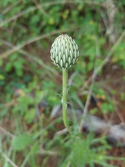 Cirsium lecontei
