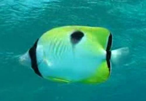 Teardrop butterflyfish