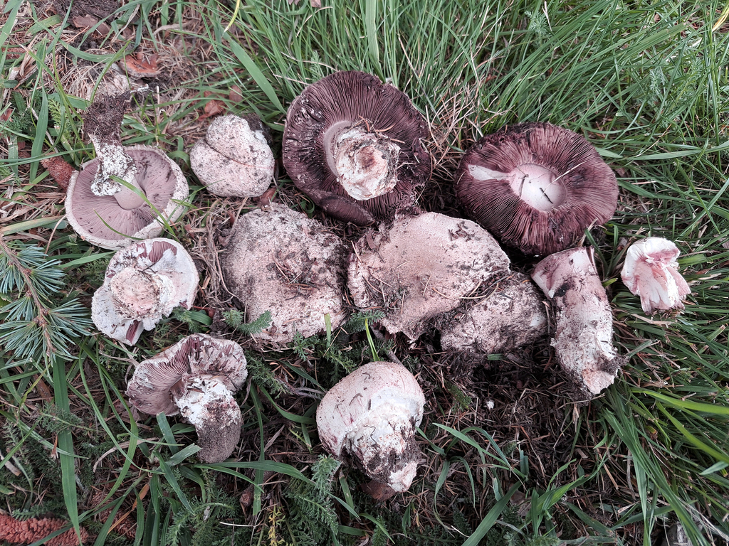 Agaricus bernardii · April 2025 · photo: © cooperj (iNaturalist, cc0)