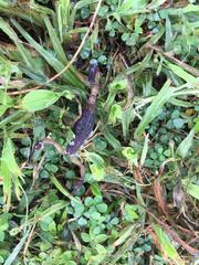 Centruroides margaritatus