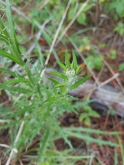 Cirsium lecontei