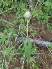Cirsium lecontei