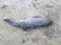 Phocoena phocoena vomerina