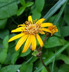 Ligularia dentata