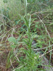 Cirsium lecontei