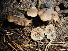 Entoloma byssisedum