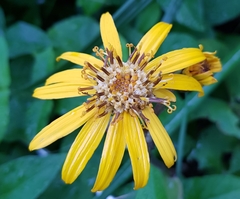 Ligularia dentata