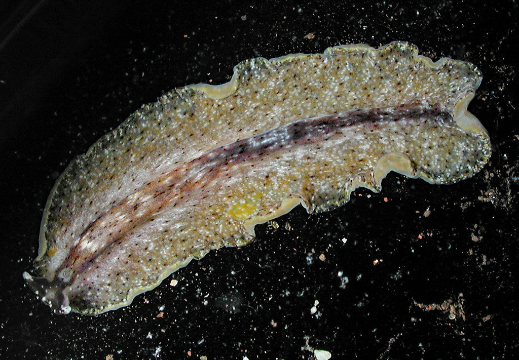 Pseudobiceros murinus