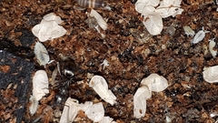 Platyarthrus hoffmannseggii