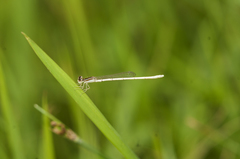 Agriocnemis lacteola