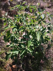 Buddleja cordata