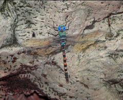 Anax immaculifrons