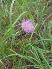 Cirsium lecontei