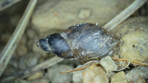 Small Amber Snail