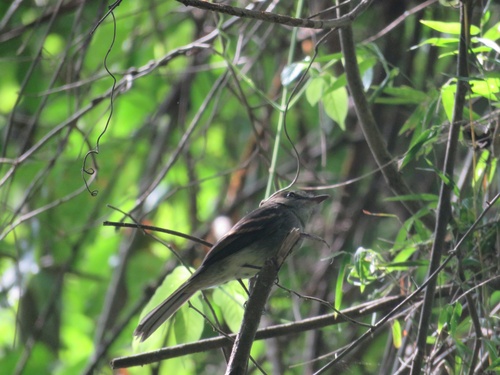 Fuscous Flycatcher (Cnemotriccus fuscatus), photo 4