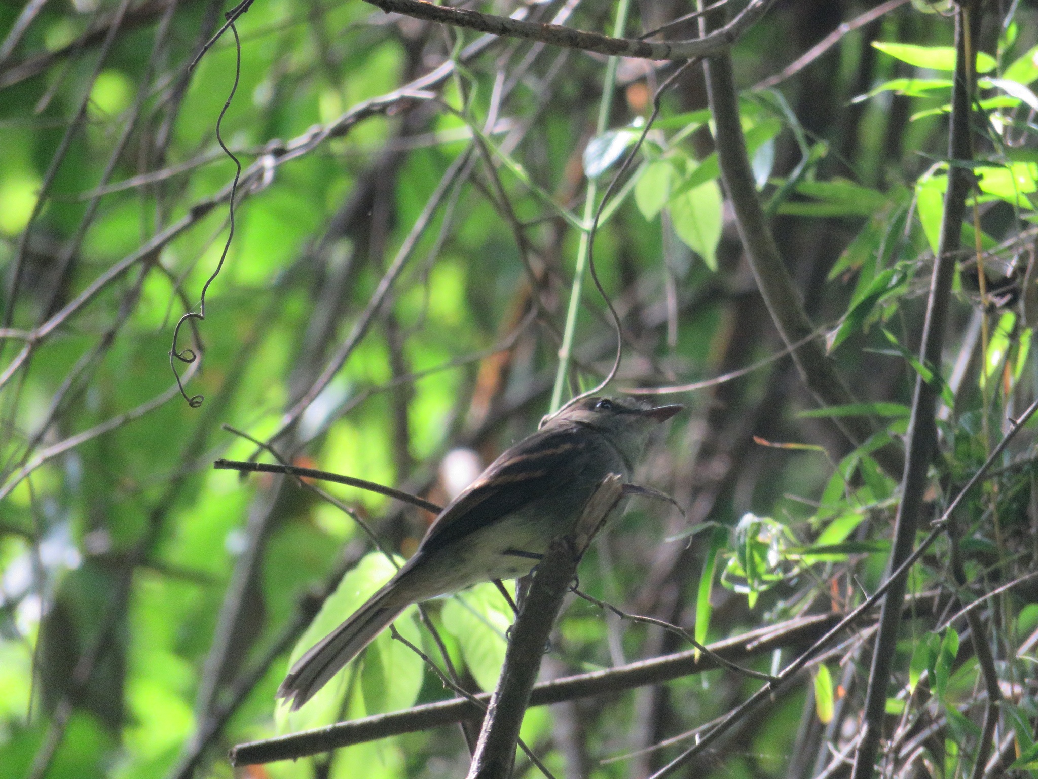 Fuscous Flycatcher (Cnemotriccus fuscatus), photo 4
