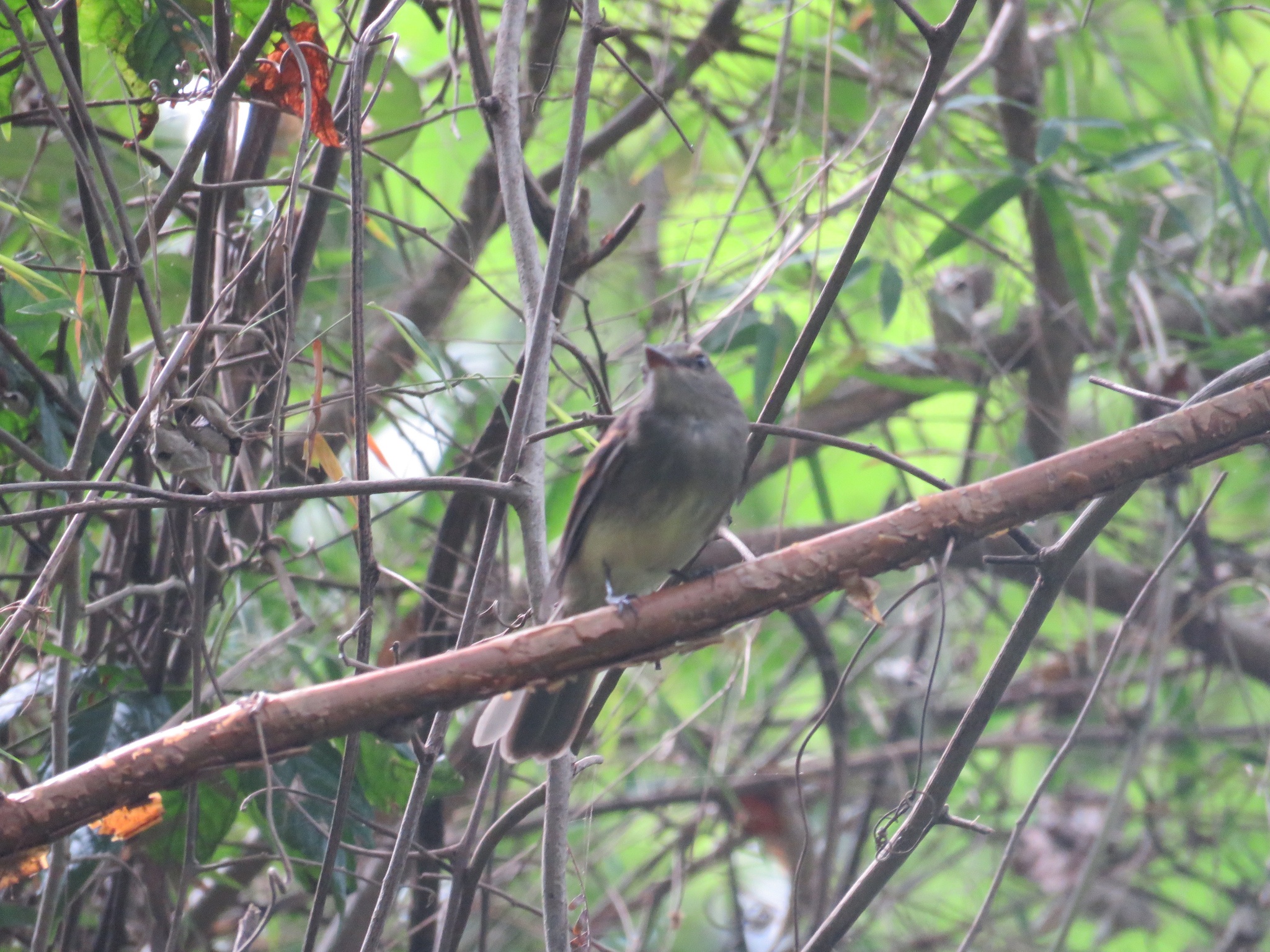 Fuscous Flycatcher (Cnemotriccus fuscatus), photo 5