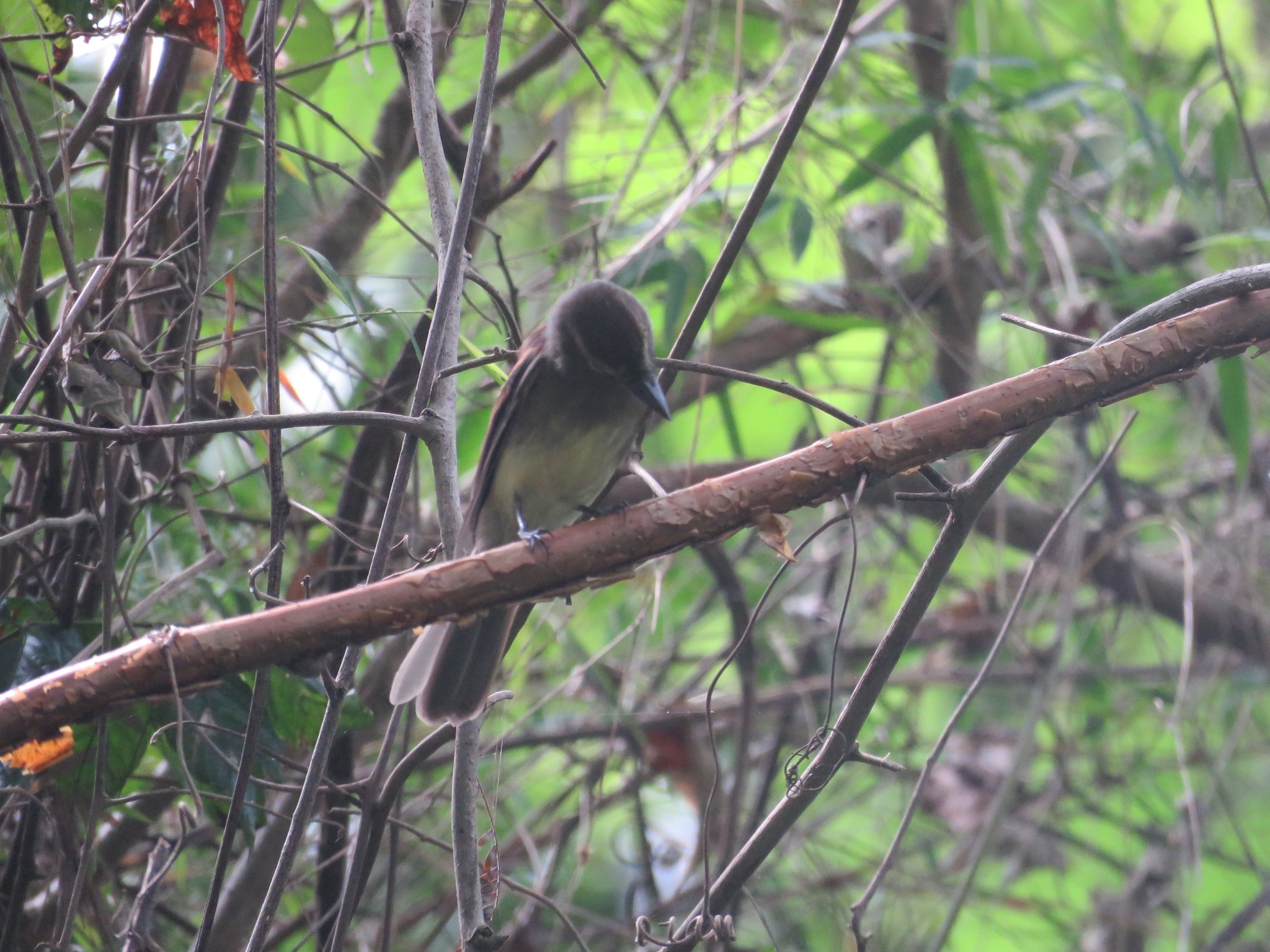 Fuscous Flycatcher (Cnemotriccus fuscatus), photo 7
