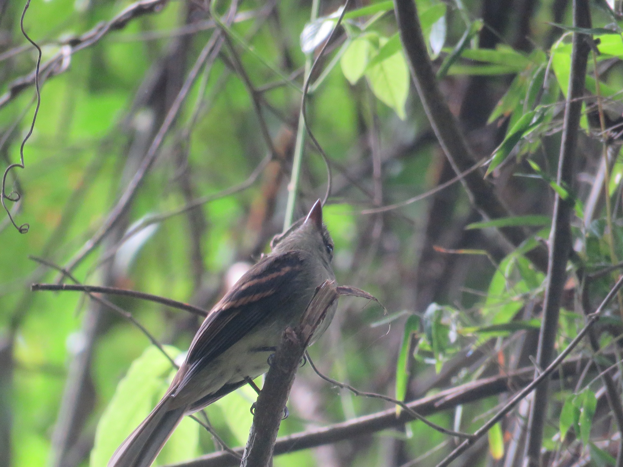 Fuscous Flycatcher (Cnemotriccus fuscatus), photo 6