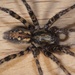 House Funnel-web Spiders - Photo (c) Jakob Fahr, some rights reserved (CC BY-NC), uploaded by Jakob Fahr