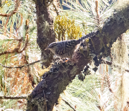 Grey-barred Wren (Campylorhynchus megalopterus), photo 7