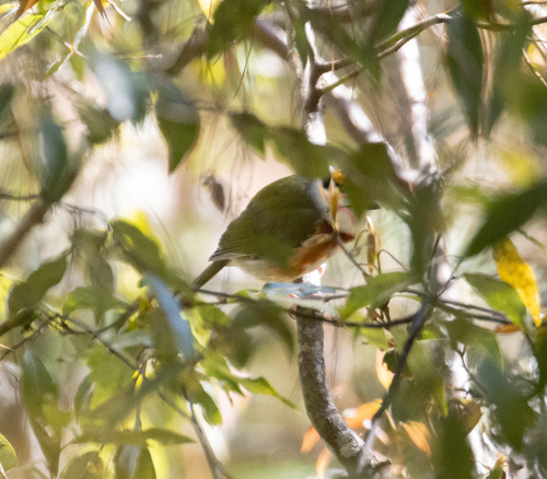 Chestnut-sided Shrike-Vireo (Vireolanius melitophrys), photo 6
