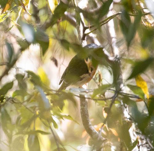 Chestnut-sided Shrike-Vireo (Vireolanius melitophrys), photo 7