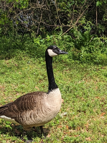 Canada Goose photographed in Georgia