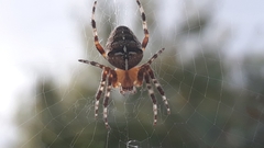 Araneus diadematus