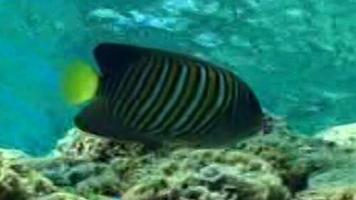 Regal angelfish
